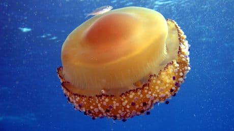 Es La Mañana de Fin de Semana: ¡Adiós a los Beach Boys y hola a las medusas!