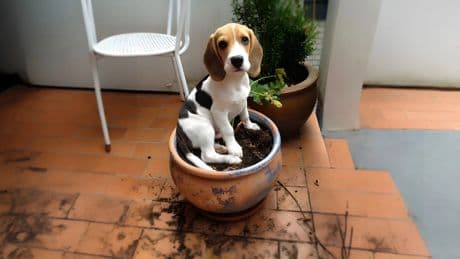 Fertilizantes y perros: los peligros ocultos del cuidado de las plantas