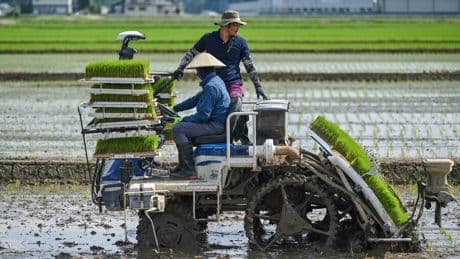 Landwirtschaft: „Idealer Pilotmarkt“ – Japan testet smarte Agrartechnik für den globalen Einsatz