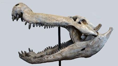 Devlerin avcısı: Dinozorlarla beslenen timsah keşfedildi