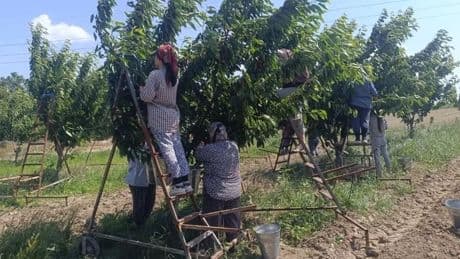 Kilosu 300 liraya kadar çıkıyor! Avrupa'da talep büyük: Zirai dondan etkilenmedi