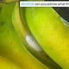 Woman reveals horror after finding dreaded white spots on her bananas