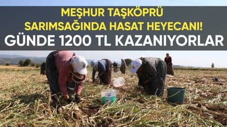 Dünyaca ünlü Taşköprü sarımsağında hasat başladı! Günlük 1200 TL kazanıyorlar: Sıcağa rağmen işlerini severek yapıyorlar