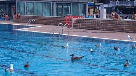 El reto viral de defecar en la piscina llega a Santurtzi