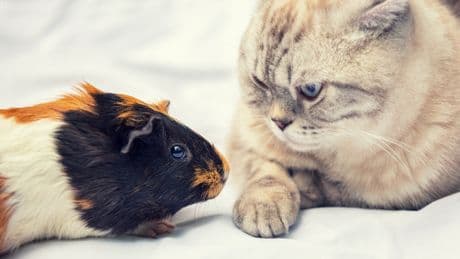 Hamster, Hund, Katze & Co.: So lange leben Ihre Haustiere