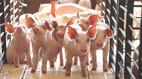 Organi “su misura” dagli animali: la promessa (e i dilemmi) dei trapianti 2.0