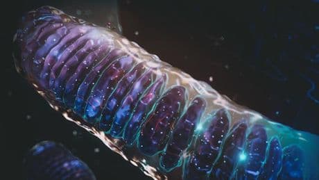 Mitochondrien-Ersatztherapie: 8 Kinder, 24 Eltern
