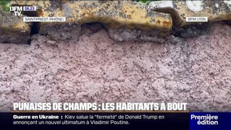 Les habitants de Saint-Priest sont envahis par les punaises des champs