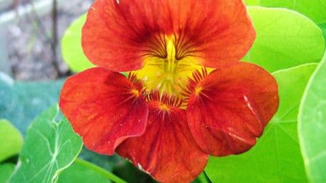 An expert’s guide to adding easy colour to your garden
