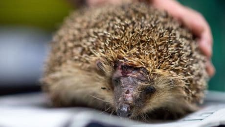 Tierleid für gepflegten Rasen: Igel-Tod durch Mähroboter – vor allem nachts droht Gefahr