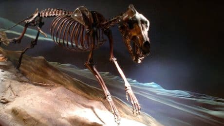 Ni lobo gigante ni mamut: la gran mentira de la resurrección de animales extinguidos