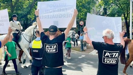 Peta-Aktion bei Umzug: Protest gegen Pferde bei Schützen in Düsseldorf – „Stress und unnötige Gefahren“