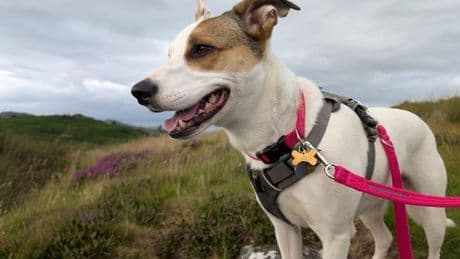 Dog finally finds her forever home after spending more than four years in Scots charity's kennels