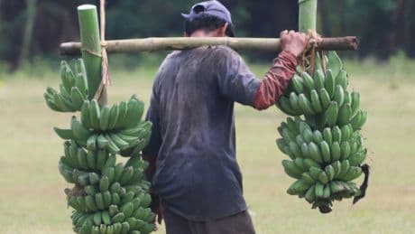 Panama'da 5 bin muz işçisi grevde
