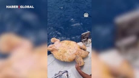 Misinaya dolanan caretta caretta kurtarıldı