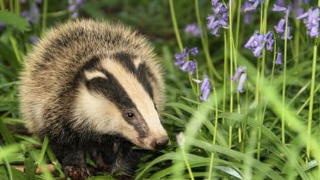 Badger cull expansion given go-ahead by officials — against advice of own science chief