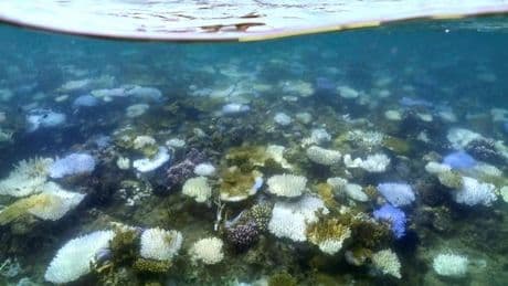 La Grande Barrière de corail subit le plus grand blanchissement jamais observé
