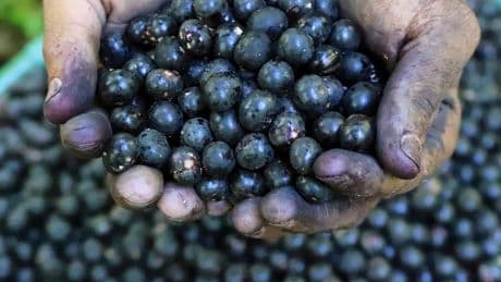 Why Trump's tariffs could be a disaster for Brazil's acai industry and American consumers