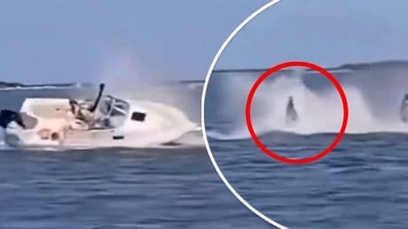 Beelden: persoon slaat overboord bij aanvaring tussen boot en dwergvinvis