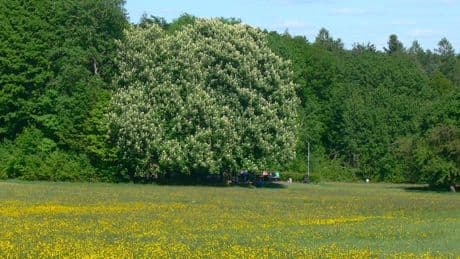 Wandertipp nach Neuhütten im Spessart: Ein Naturpark blüht auf