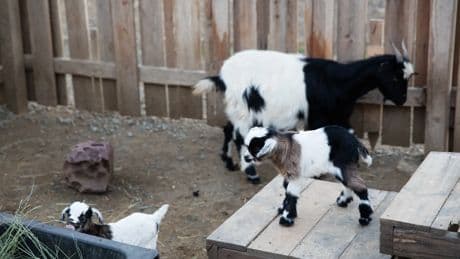 Cabras que se desmayan: entre la genética, el espectáculo y la ética del entretenimiento animal