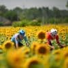Live Tour | Van der Poel en Van Aert samen in de aanval in listige en chaotische rit