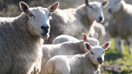 Schleswig-Holstein: Auf dem Weg nach Sylt: IC kollidiert mit Schafen