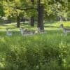 Huge London park with one of UK’s best playgrounds welcomes the first herd of deer in years