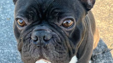Skurriler Prozess - Mann (35) soll Bulldogge ins Ohr gebissen haben