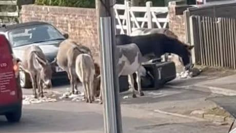 Herd of wild donkeys aiming kicks and ransacking bins in New Forest village