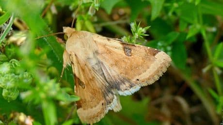 ¿Puede la polilla suplir a la abeja polinizadora?