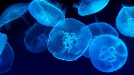 Explorar las profundidades del océano es un reto colosal. Alguien ha tenido una idea: convertir a las medusas en "cyborgs"