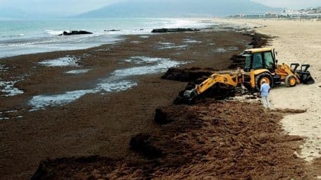 Retiran 10 toneladas en dos días de una agresiva alga invasora que coloniza la costa de Cádiz