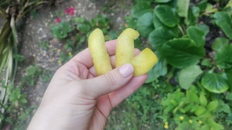 UK Gardeners Advised To Place Lemon Peel On Vegetable Patches