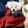 Labour council bans residents from using fireworks on Bonfire Night after red pandas 'killed by stress' from the loud bangs