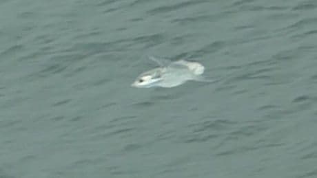 Beachgoers left stunned after rare sea creature spotted off British coast
