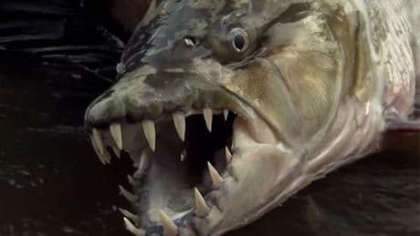 Brit catches terrifying rare Congo fish - and it's known to attack crocodiles