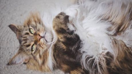 Cats 'flop' on their back and show their belly for sweet reason, says expert