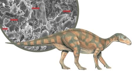 Forscher entdecken Proteine in Überresten - Können wir Krebstherapien von Dinos lernen?
