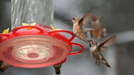 Backyard feeders changed the shape of hummingbird beaks, scientists say