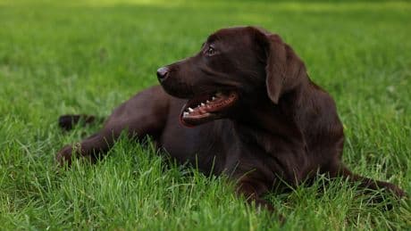 Hunde: Verivox-Analyse zeigt beliebteste Hunderassen der Deutschen