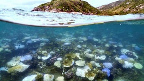 Grande Barrière de corail, Ukraine, Liban et Inde : les informations de la nuit
