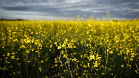 Feds meet with canola industry groups amid new China anti-dumping tariff