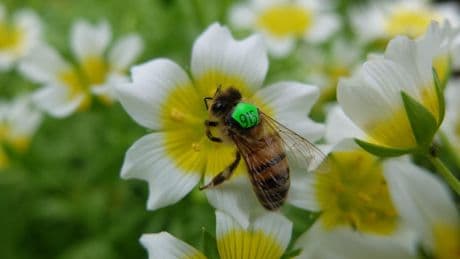 Intelligente Insekten: Haben Bienen ein Bewusstsein? Die verblüffenden Talente der sozialen Insekten