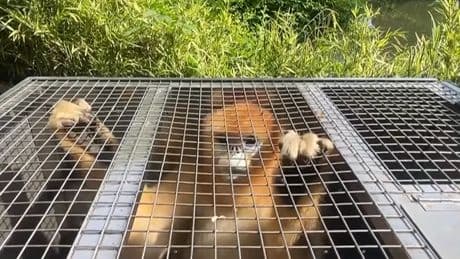 Three golden monkeys arrive by special convoy to new home at Belgian zoo