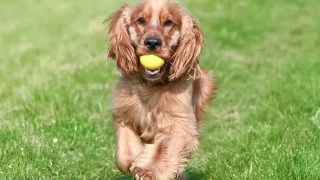 Is it too hot to walk your dog today? Exact temperature that is dangerous for pets