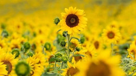 Dann wird's mal wieder richtig Sommer: Sonne kommt zurück