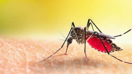 Virus West Nile: cos’è, sintomi e come possiamo proteggerci