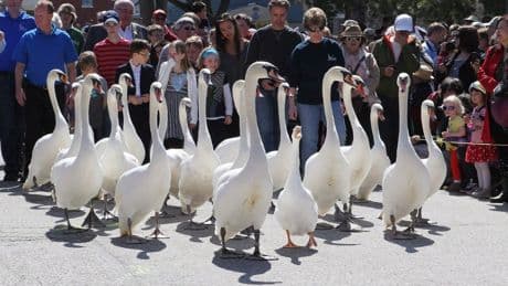 ‘There’s no sign of them’: Five iconic Stratford, Ont., swans go missing