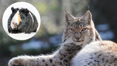 El zoo que pide donaciones de mascotas para alimentar a sus animales se defiende: "Tratamos de imitar a la naturaleza"